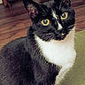 cat, tuxedo_cat, yellow_eyes, whiskers, black_and_white, pet, indoor, feline, curious, close_up, sitting, fur, animal, portrait, home, wooden_floor, furniture, face, ears