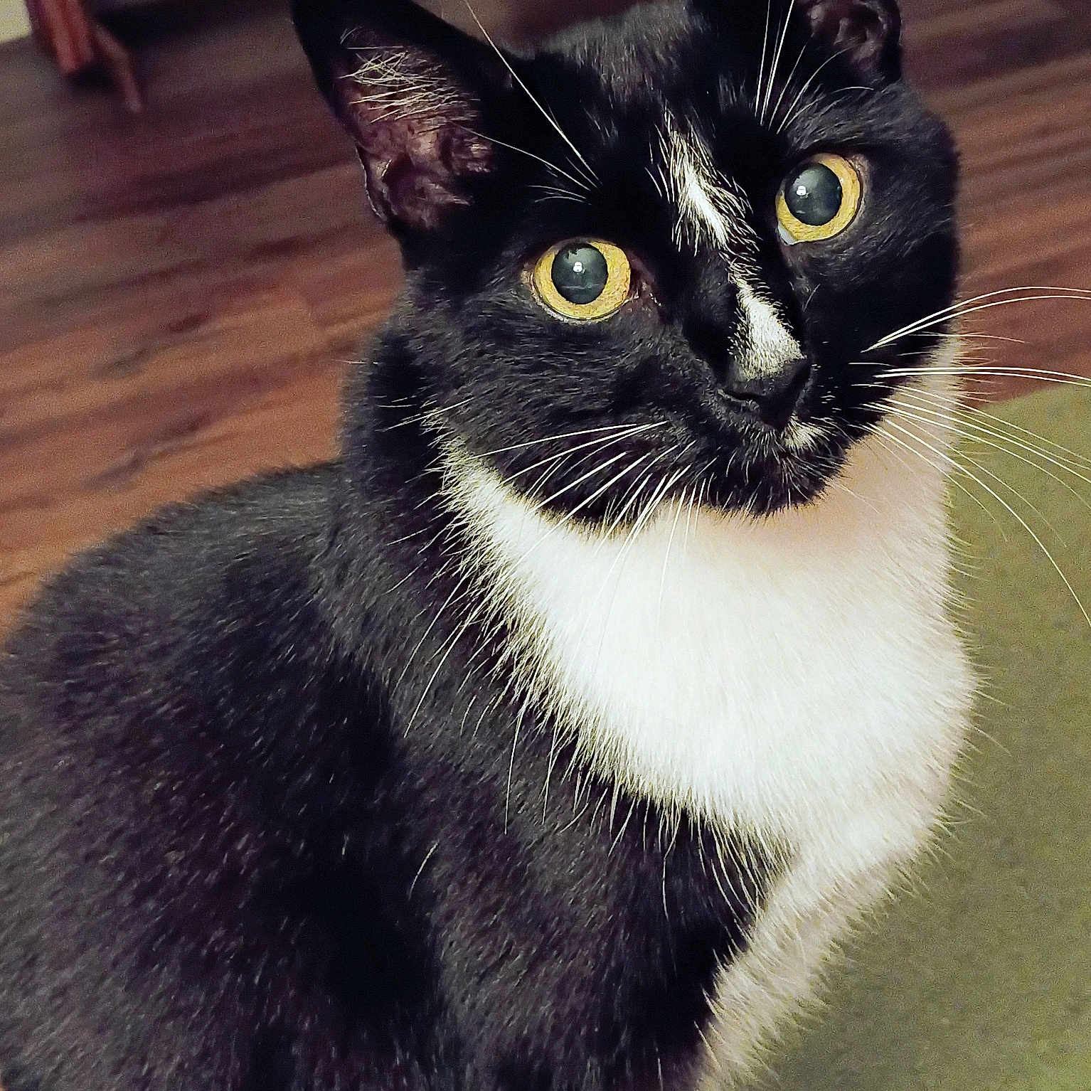 Lester