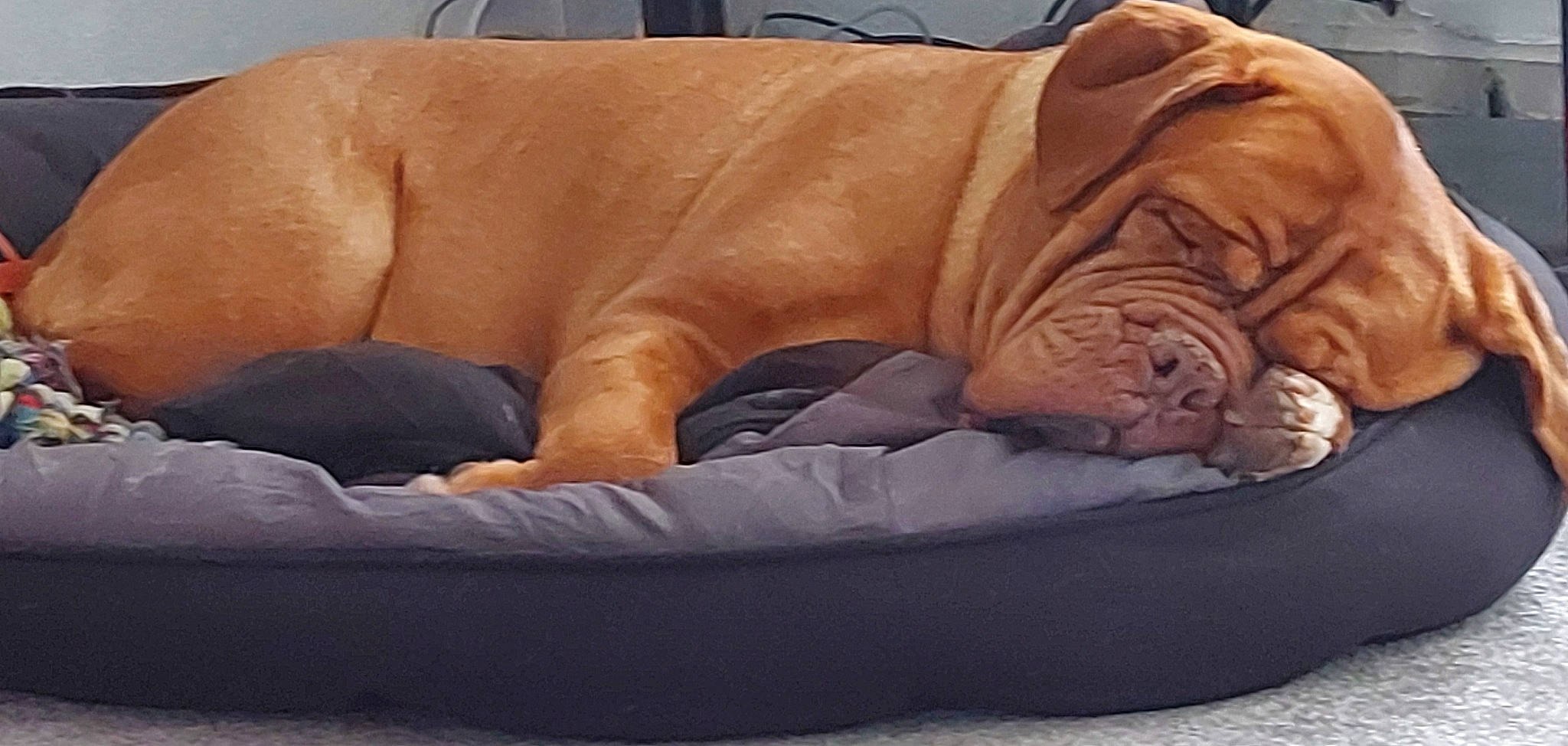 Peppa joined the competition — help win amazing prizes! bean_bag, bean_bag_chair, carnivore, comfort, companion_dog, dog, dog_bed, dog_breed, dog_supply, fawn, felidae, fur, linens, liver, nap, pet_supply, product, sleep, sporting_group, wrinkle