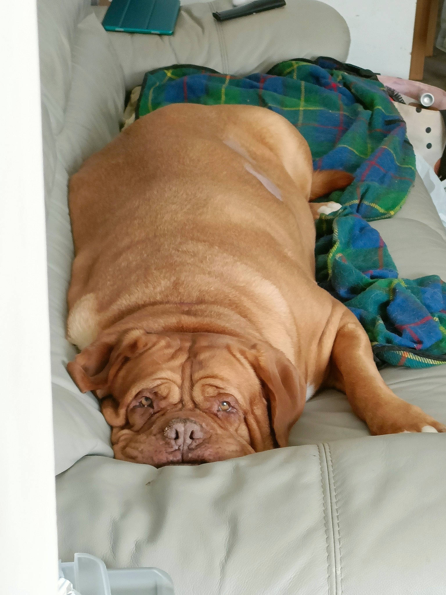 Peppa is registered to the contest to win money with this photo: canidae, carnivore, comfort, companion_dog, dog, dog_breed, dog_supply, fawn, linens, liver, nap, sleep, snout, sporting_group, tableware, terrestrial_animal, whiskers, wood, working_animal, wrinkle