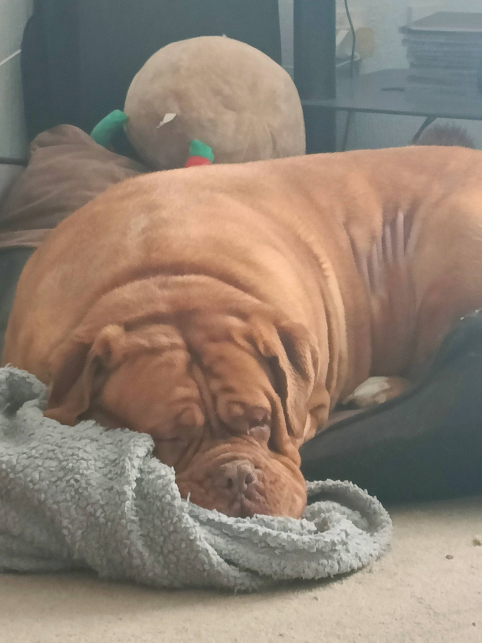 Peppa is registered to the contest to win money with this photo: bean_bag, bedding, canidae, carnivore, comfort, companion_dog, dog, dog_breed, fawn, flesh, flooring, fur, jaw, linens, nap, sleep, snout, sporting_group, wood, wrinkle