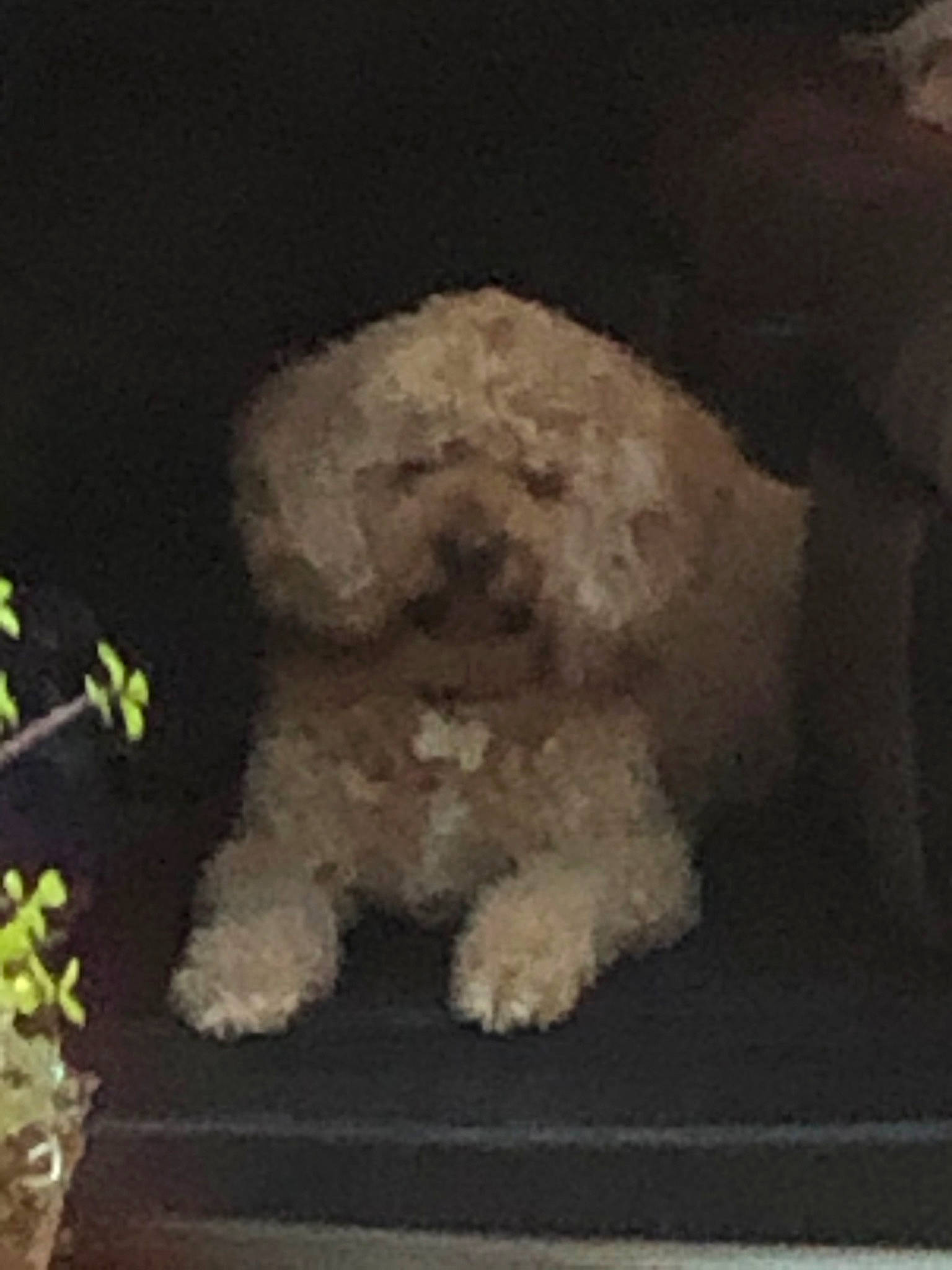 Mason is registered to the contest to win money with this photo: bolognese, canidae, carnivore, cockapoo, dog, dog_breed, fawn, labradoodle, lagotto_romagnolo, miniature_poodle, non_sporting_group, poodle, poodle_crossbreed, puppy, sporting_group, toy_dog, toy_poodle