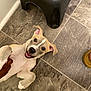 Pretty Boy joined the competition — help win amazing prizes! black_stool, brown_and_white, cute, dog, domestic_animal, ears, floor, footwear, hand, happy, human_interaction, indoor, lying_down, pet, playful, puppy, sandal, smiling, tile_floor, young_dog