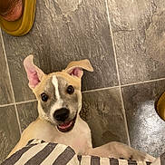 Pretty Boy is registered to the contest to win money with this photo: black_nose, brown, canine, dog, domestic_animal, ear, floor, footwear, happy, indoor, looking_up, mouth, pet, playful, puppy, sandal, striped_fabric, tile, white, young_dog