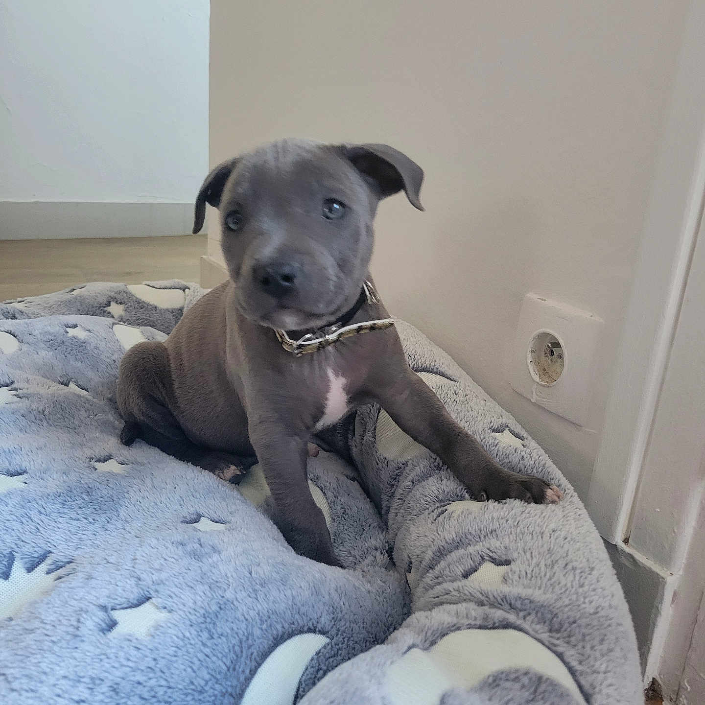 Aya a rejoint le concours — aidez-le/la à gagner de superbes lots ! animal, bed, bedroom, bird, blanket, bulldog, canine, couch, dog, furniture, homedecor, hound, indoors, labradorretriever, linen, pet, pitbull, puppy, room, snout