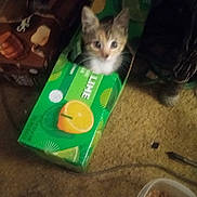 Luna joined the competition — help win amazing prizes! kitten, cat, box, cardboard, green, lime, floor, carpet, indoor, pet, animal, cute, curious, small, feline, looking, clutter, container, domestic, cozy