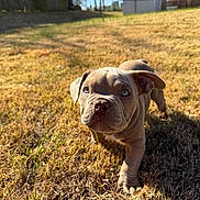 Hunxho Villa Montana is registered to the contest to win money with this photo: puppy, dog, grass, outdoor, sunlight, blue_eyes, pet, young_dog, walking, close_up, animal, nature, summer, playful, brown_coat, cute, adorable, small, sunshine, curious
