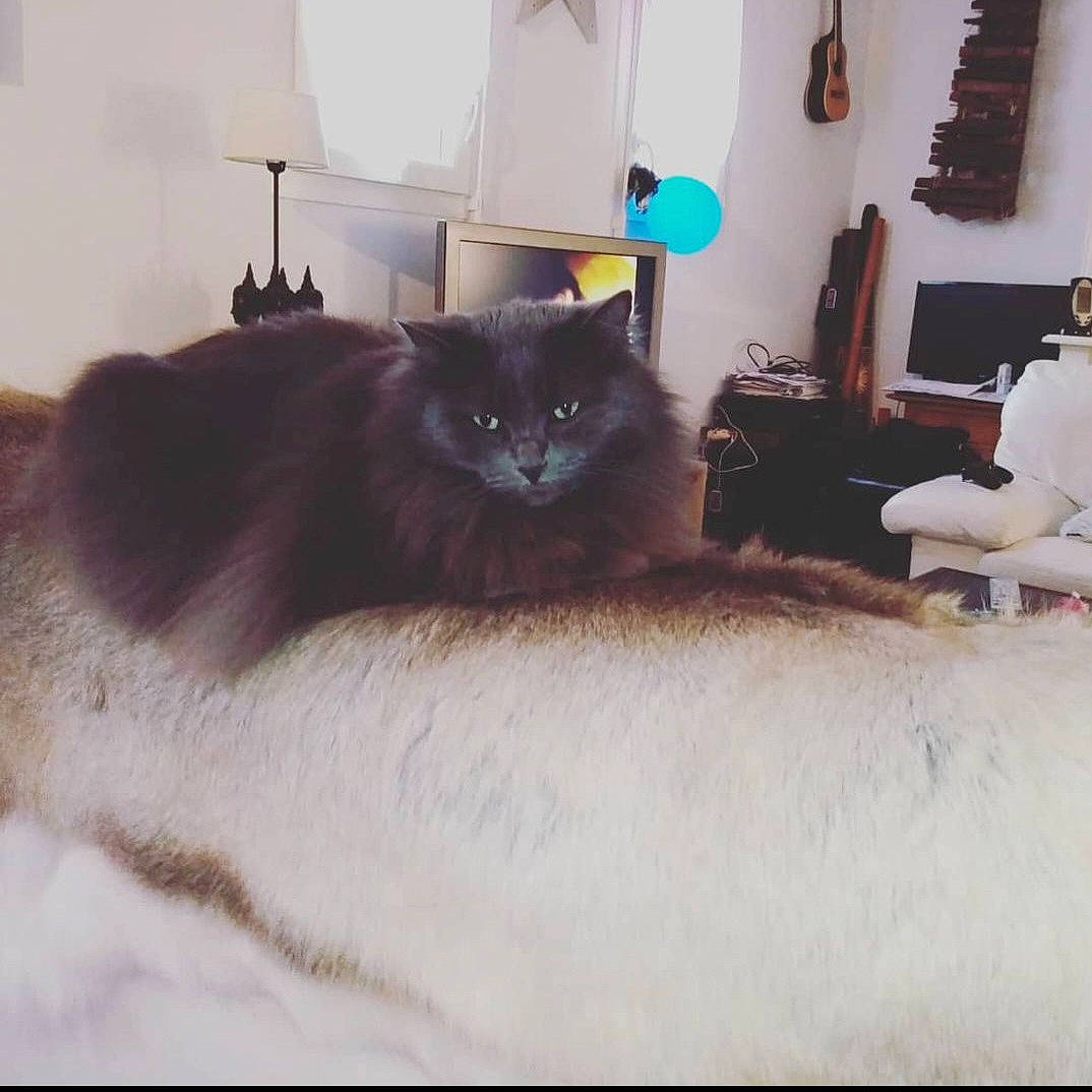 June participe au concours pour gagner de l'argent avec cette photo : bed, black_cat, carnivore, cat, comfort, couch, felidae, flooring, furniture, grey, hardwood, interior_design, lamp, living_room, rectangle, room, small_to_medium_sized_cats, tail, whiskers, wood