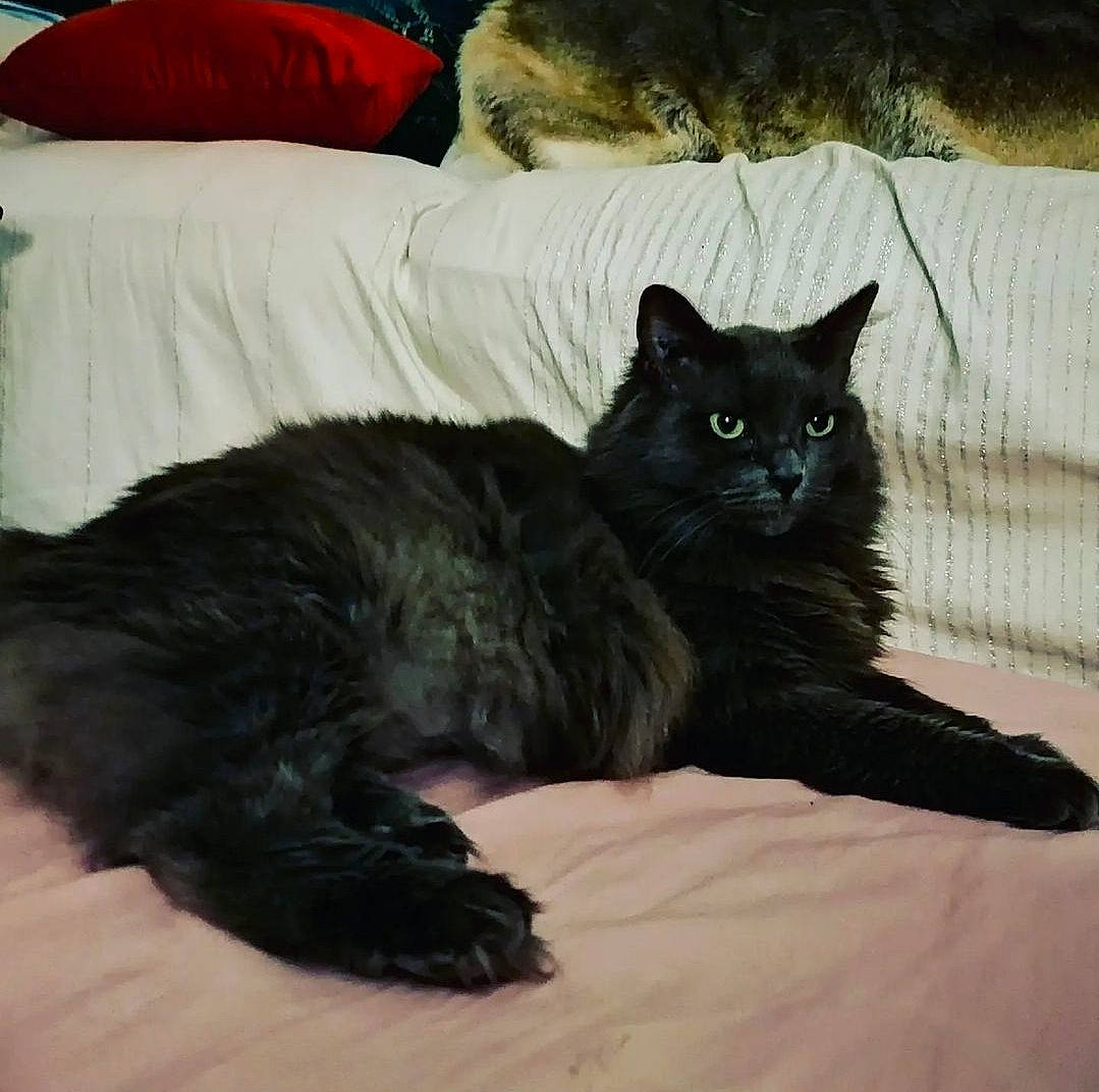 June a rejoint le concours — aidez-le/la à gagner de superbes lots ! bed, bedding, black_cat, bombay, carnivore, cat, cat_supply, claw, comfort, couch, domestic_short_haired_cat, felidae, fur, grey, linens, paw, small_to_medium_sized_cats, snout, tail, whiskers