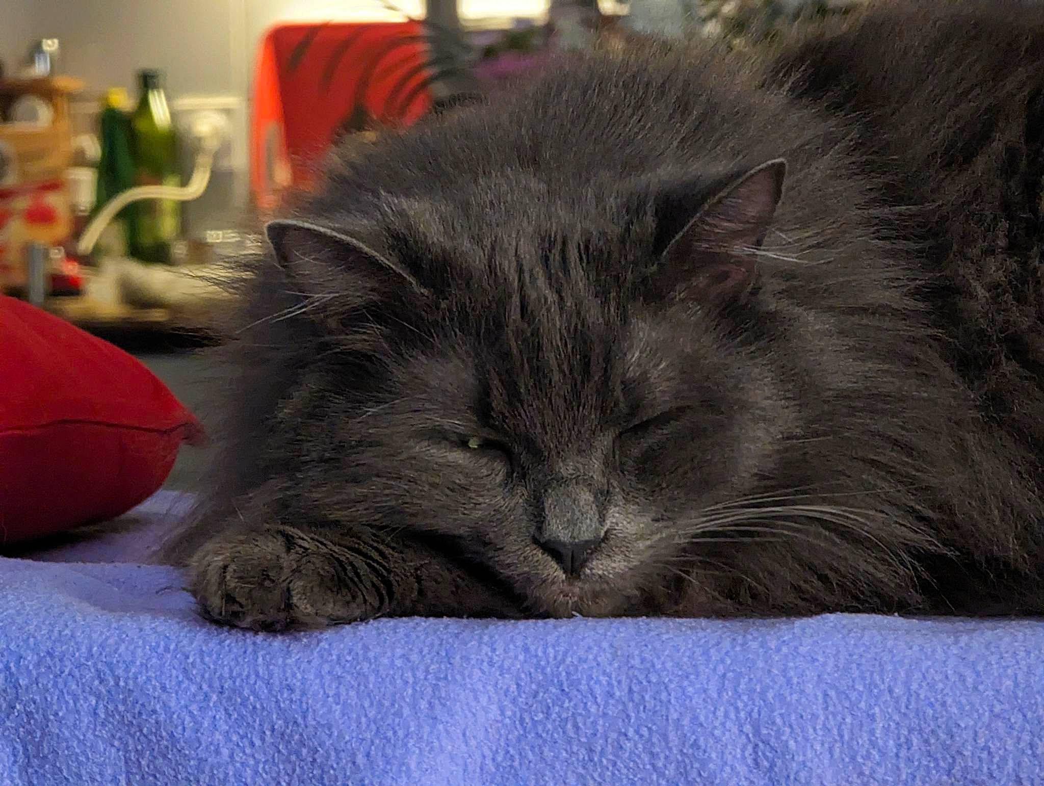 June a rejoint le concours — aidez-le/la à gagner de superbes lots ! bean_bag, carnivore, cat, comfort, domestic_short_haired_cat, electric_blue, felidae, fur, grey, nap, sleep, small_to_medium_sized_cats, snout, whiskers