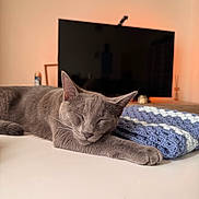 Simba joined the competition — help win amazing prizes! cat, gray_cat, sleeping, relaxed, lying_down, stretching, whiskers, ears, paws, fur, bed, blanket, crochet, bedroom, television, indoor, cozy, home, resting, portrait