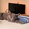 cat, gray_cat, sleeping, relaxed, lying_down, stretching, whiskers, ears, paws, fur, bed, blanket, crochet, bedroom, television, indoor, cozy, home, resting, portrait