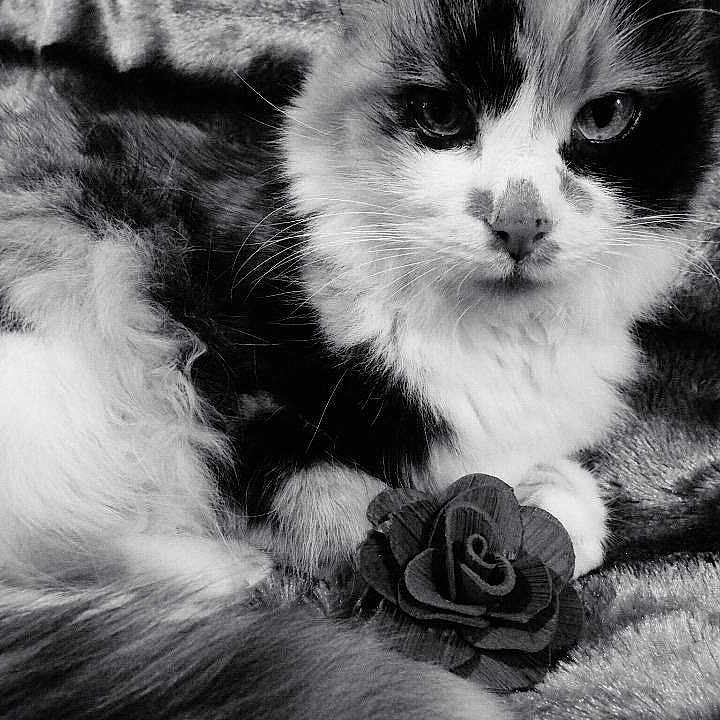 Aleria