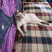 Lea joined the competition — help win amazing prizes! cat, animal, pet, couch, plaid, blanket, purple, indoor, feline, relaxed, resting, fur, whiskers, ears, legs, tail, home, furniture, cozy, comfort