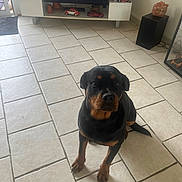 Vaya a rejoint le concours — aidez-le/la à gagner de superbes lots ! rottweiler, puppy, dog, indoor, tile_floor, living_room, television, tv_stand, toy_cars, speaker, window, door, pet, brown_and_black, floor, sitting, looking_up, home_decor, furniture, animal