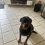 rottweiler, puppy, dog, indoor, tile_floor, living_room, television, tv_stand, toy_cars, speaker, window, door, pet, brown_and_black, floor, sitting, looking_up, home_decor, furniture, animal