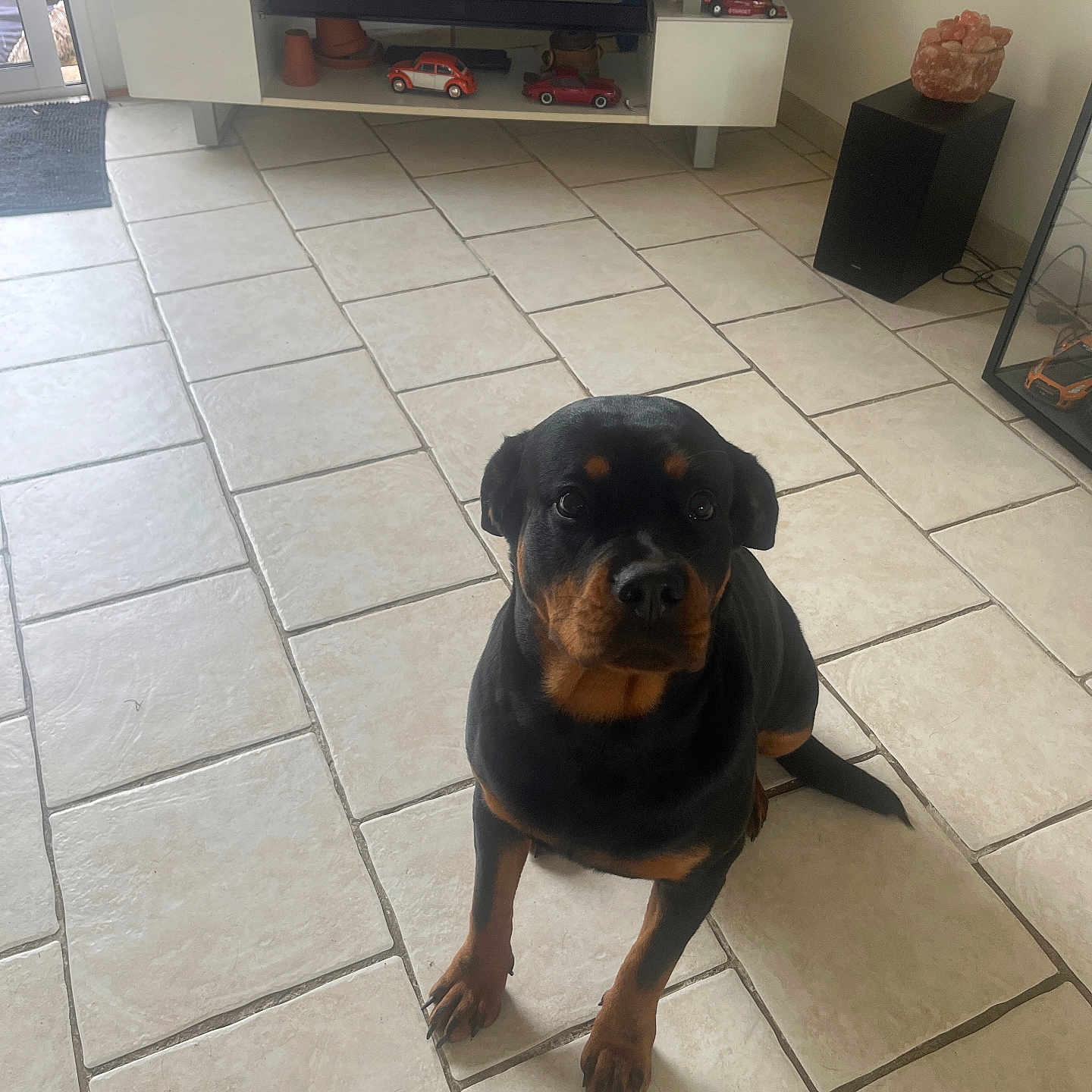 Vaya a rejoint le concours — aidez-le/la à gagner de superbes lots ! animal, brown_and_black, dog, door, floor, furniture, home_decor, indoor, living_room, looking_up, pet, puppy, rottweiler, sitting, speaker, television, tile_floor, toy_cars, tv_stand, window