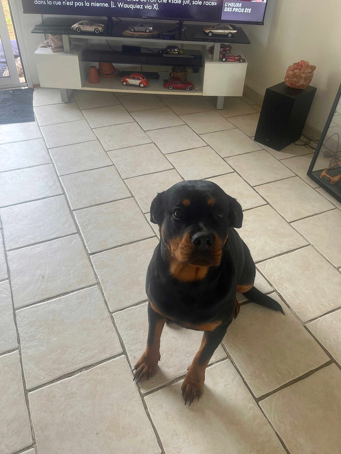 Vaya a rejoint le concours — aidez-le/la à gagner de superbes lots ! rottweiler, puppy, dog, indoor, tile_floor, living_room, television, tv_stand, toy_cars, speaker, window, door, pet, brown_and_black, floor, sitting, looking_up, home_decor, furniture, animal