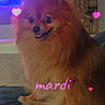 adorable, animal, brown_fur, companion, couch, cozy, cute, dog, domestic, fluffy, furry, heart_graphics, indoor, living_room, pet, pomeranian, sitting, small_dog, smiling, text_overlay