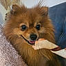 animal, anticipation, blanket, brown_fur, close_up, cozy, cute, dog, ears, eyes, face, fluffy, fur, indoor, nose, pet, pomeranian, smile, tongue, treat
