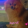 animal, brown_fur, companion, couch, cozy, cute, decor, dog, fluffy, foot, furniture, heart_overlay, indoor, living_room, pet, pomeranian, sitting, small_dog, text_overlay, warm_lighting