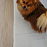 animal, brown_fur, chair, companion, cute, dog, domestic, flooring, fluffy, footwear, furry, indoor, looking_up, pet, pomeranian, small_dog, socks, tail, white_cloth, wooden_floor