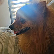 Sparco a rejoint le concours — aidez-le/la à gagner de superbes lots ! animal, bed, companion, cozy, curtains, cute, dog, domestic, fluffy, furry, home, indoor, pet, pomeranian, portrait, relaxed, side_profile, sunlight, tongue, window