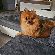 Sparco a rejoint le concours — aidez-le/la à gagner de superbes lots ! dog, pomeranian, couch, living_room, furniture, pet, animal, indoor, television, remote_control, wooden_floor, decor, statue, cozy, fur, small_dog, curious, relaxed, seated, home