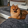 dog, pomeranian, couch, living_room, furniture, pet, animal, indoor, television, remote_control, wooden_floor, decor, statue, cozy, fur, small_dog, curious, relaxed, seated, home
