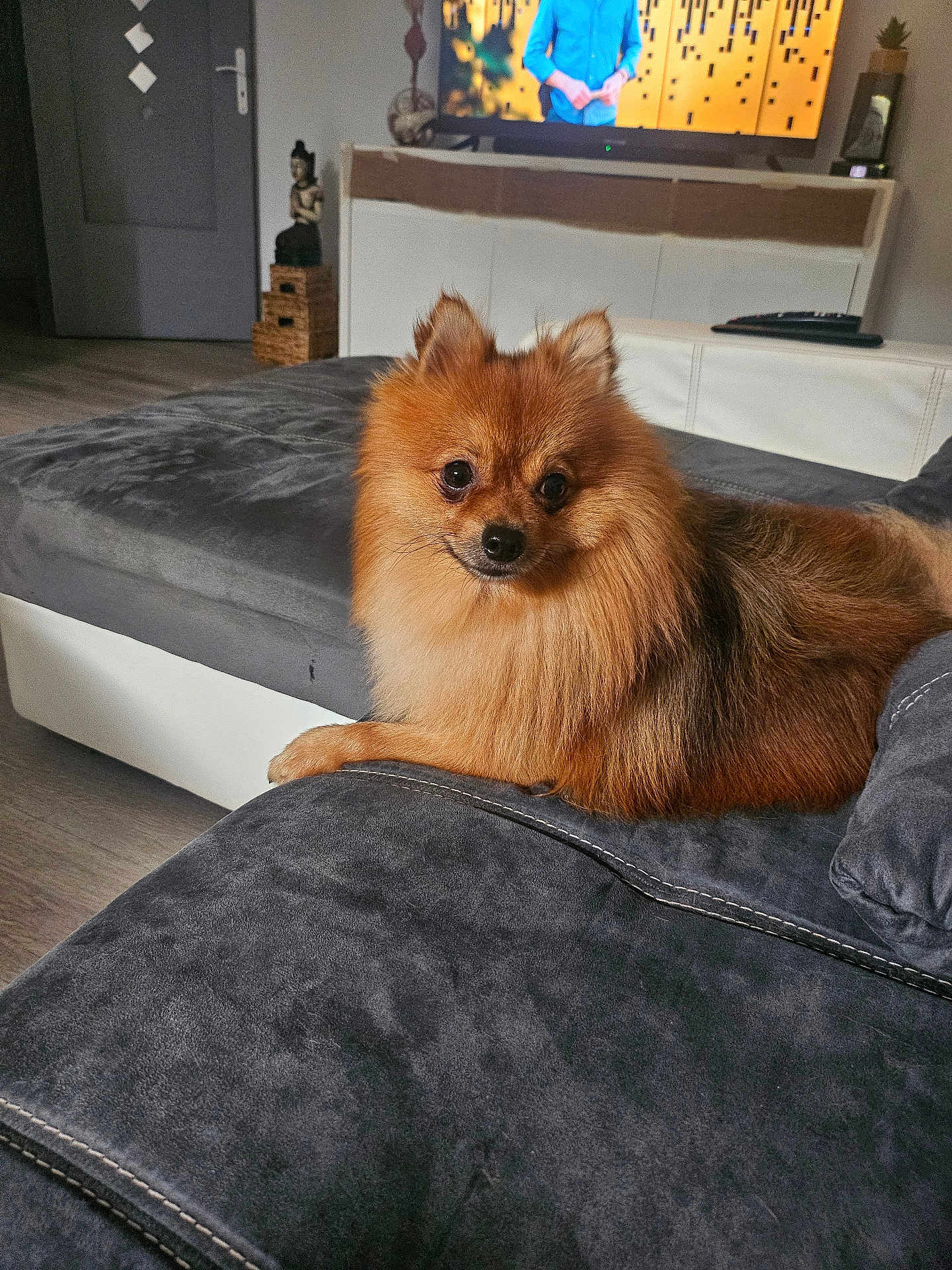 Sparco a rejoint le concours — aidez-le/la à gagner de superbes lots ! dog, pomeranian, couch, living_room, furniture, pet, animal, indoor, television, remote_control, wooden_floor, decor, statue, cozy, fur, small_dog, curious, relaxed, seated, home