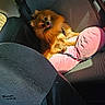 animal, backseat, car_interior, closeup, comfort, cushion, cute, dog, domestic_animal, fluffy, fur, leisure, pet, pink, pomeranian, portrait, resting, seatbelt, sunlight, travel
