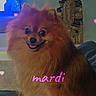 animal, companion, couch, cozy, cute, dog, domestic, fluffy, fur, furniture, happy, heart, indoors, pet, pomeranian, portrait, sitting, small_dog, smiling, text_overlay