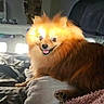 Sparco participe au concours pour gagner de l'argent avec cette photo : dog, pomeranian, pet, fluffy, couch, indoor, sunlight, smiling, happy, fur, animal, domestic, relaxing, cozy, paw, blanket, living_room, cute, companion, warm