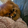 animal, blanket, blue, chewing, closeup, companion, couch, cozy, cute, dog, domestic, fluffy, fur, indoor, pet, pink, pomeranian, relax, resting, snuggle