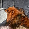 animal, blanket, brown_fur, canine, companion, couch, cozy, dog, fluffy, fur, furry, home, indoor, pet, pillow, pomeranian, relaxed, resting, side_profile, soft_texture