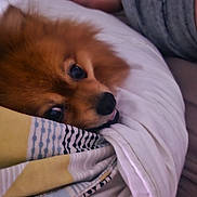 Sparco participe au concours pour gagner de l'argent avec cette photo : dog, brown, fluffy, blanket, bed, resting, cozy, indoor, pet, cute, fur, sleepy, human_arm, tattoo, fabric, comfort, nose, eyes, lying_down, relaxation