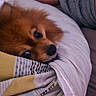 dog, brown, fluffy, blanket, bed, resting, cozy, indoor, pet, cute, fur, sleepy, human_arm, tattoo, fabric, comfort, nose, eyes, lying_down, relaxation