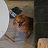 animal, beige_blanket, blanket, checkered_slippers, couch, dark_couch, dog, floor, fluffy, happy, home, indoor, looking_up, pet, slippers, small_dog, table, tongue_out, white_table, wooden_floor