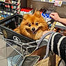 animal, bag, beverages, cute, dog, food_shelves, grocery_store, hand, happy, indoor, orange_fur, packaged_food, person, pet, plastic_bottle, pomeranian, retail, shopping_cart, smiling, sweater