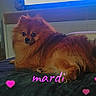 animal, brown_fur, couch, cozy, cute, dog, domestic_animal, fluffy, fur, glowing_screen, heart_graphics, indoor, living_room, pet, pomeranian, relaxed, resting, small_dog, television, text_overlay