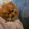 animal, blanket, blue_couch, chewing, companion, couch, cozy, cute, dog, fluffy, fur, furry, indoor, pet, pink, pomeranian, relaxed, small_dog, snack, treat