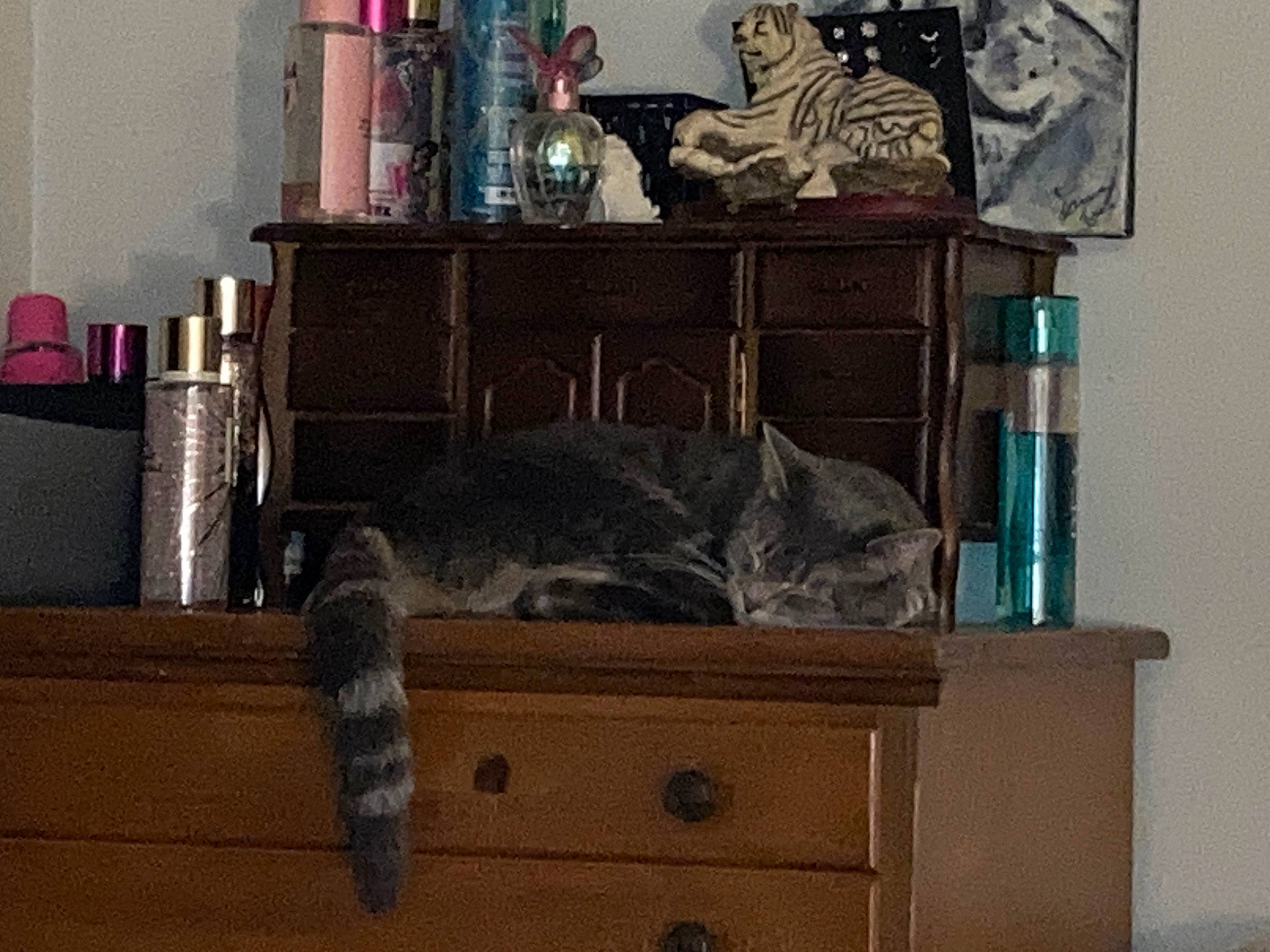 Little Girl is registered to the contest to win money with this photo: cabinetry, carnivore, cat, drawer, felidae, flooring, furniture, grey, hardwood, interior_design, picture_frame, room, shelf, shelving, small_to_medium_sized_cats, table, tail, whiskers, wood, wood_stain