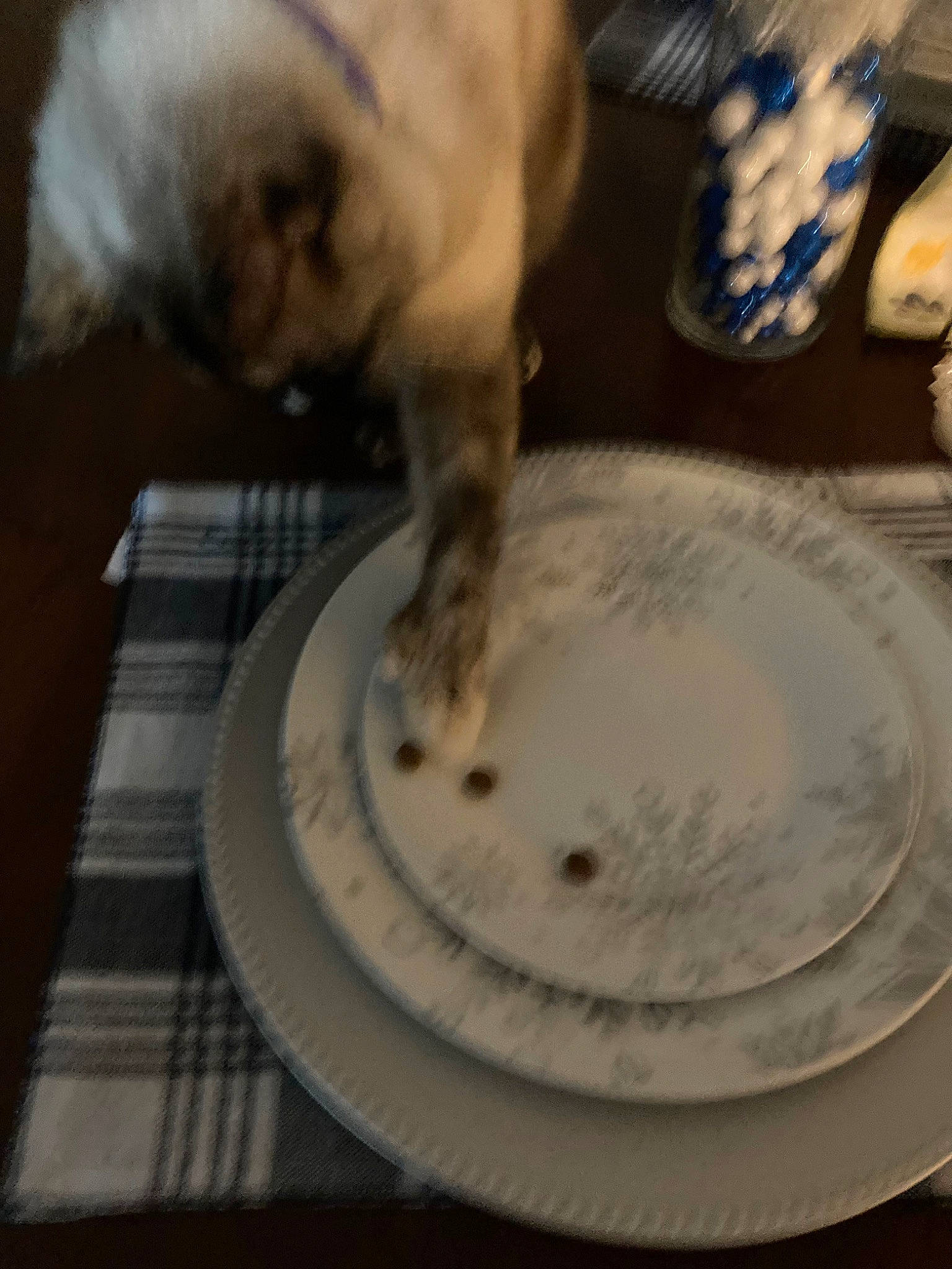 Mittens joined the competition — help win amazing prizes! cat, cat_supply, companion_dog, dishware, dog_breed, domestic_short_haired_cat, fawn, felidae, ingredient, mammal, paw, plate, porcelain, recipe, serveware, small_to_medium_sized_cats, table, tableware, tail, whiskers