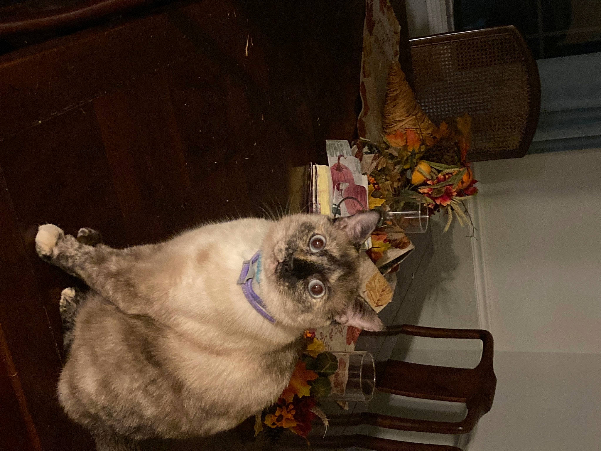 Mittens joined the competition — help win amazing prizes! art, canidae, carnivore, cat, domestic_short_haired_cat, fawn, felidae, fur, gas, room, small_to_medium_sized_cats, snout, sporting_group, tail, visual_arts, whiskers