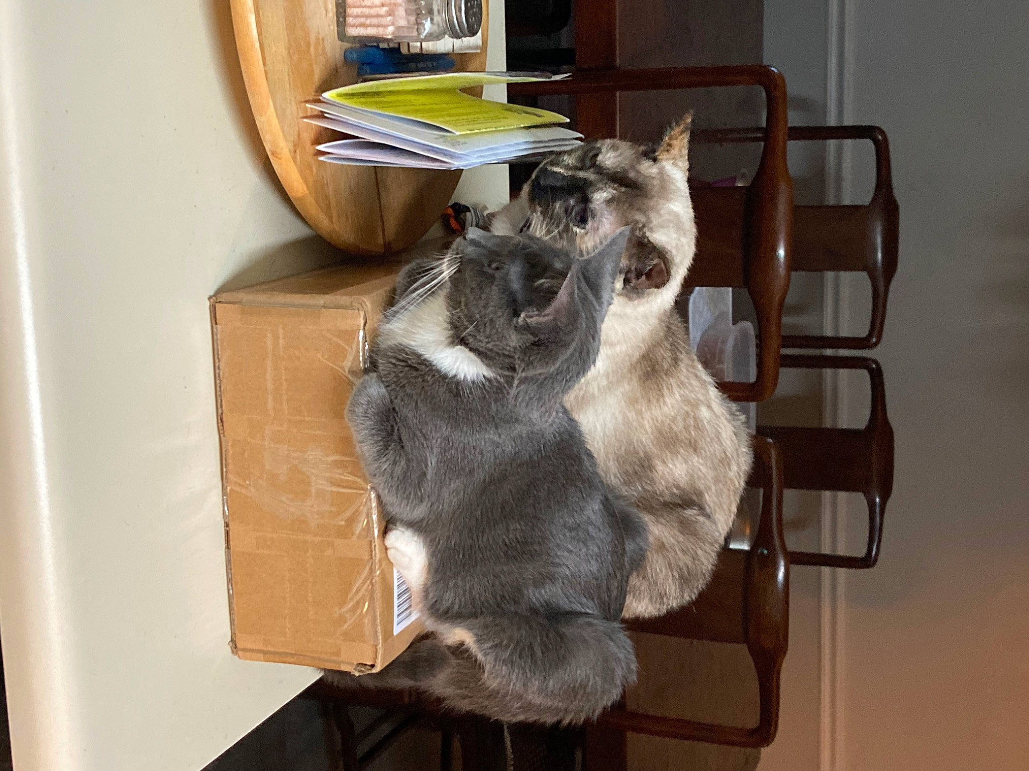 Mittens joined the competition — help win amazing prizes! book, bookcase, box, carnivore, chair, comfort, companion_dog, dog_breed, domestic_short_haired_cat, felidae, fur, hardwood, room, shelf, shelving, small_to_medium_sized_cats, tail, whiskers, wood, working_animal