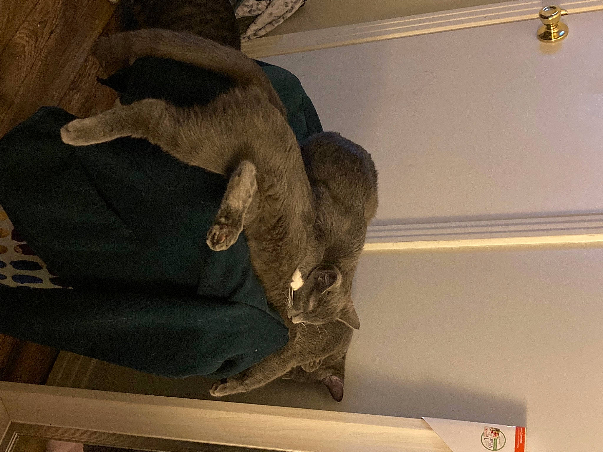 Feisty is registered to the contest to win money with this photo: ceiling, comfort, fur, glove, hat, light_fixture, outdoor_shoe, personal_protective_equipment, plaster, room, safety_glove, tail, tourist_attraction, wood, wrist