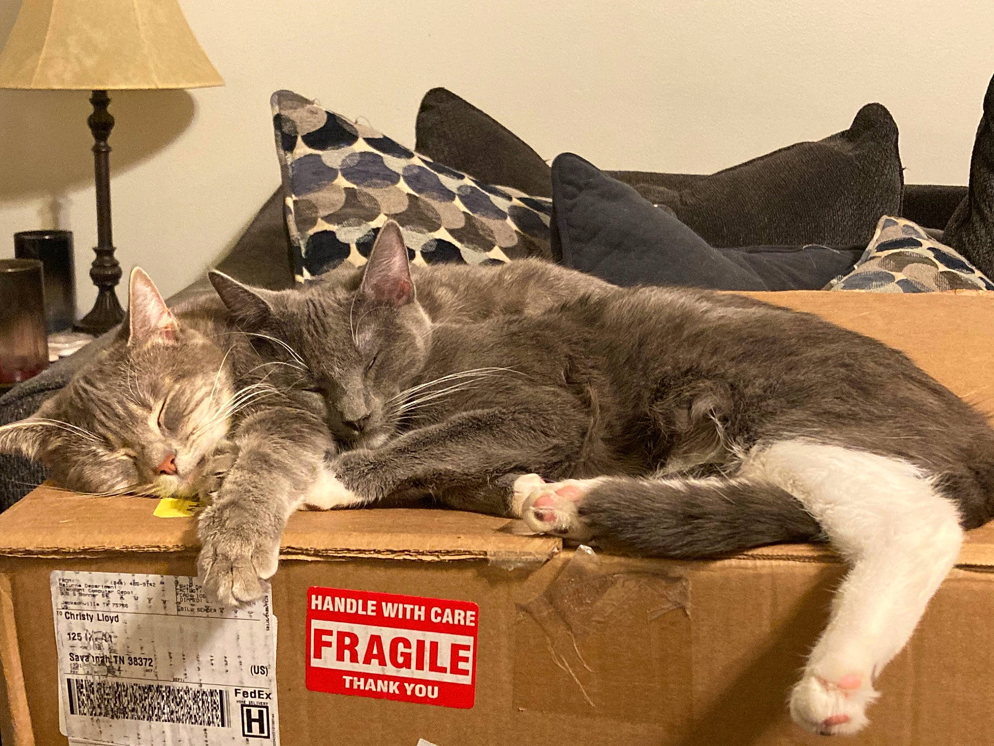 Feisty joined the competition — help win amazing prizes! box, carnivore, carton, cat, comfort, couch, domestic_short_haired_cat, felidae, flooring, fur, grey, lamp, lampshade, packaging_and_labeling, room, shipping_box, small_to_medium_sized_cats, studio_couch, tail, whiskers