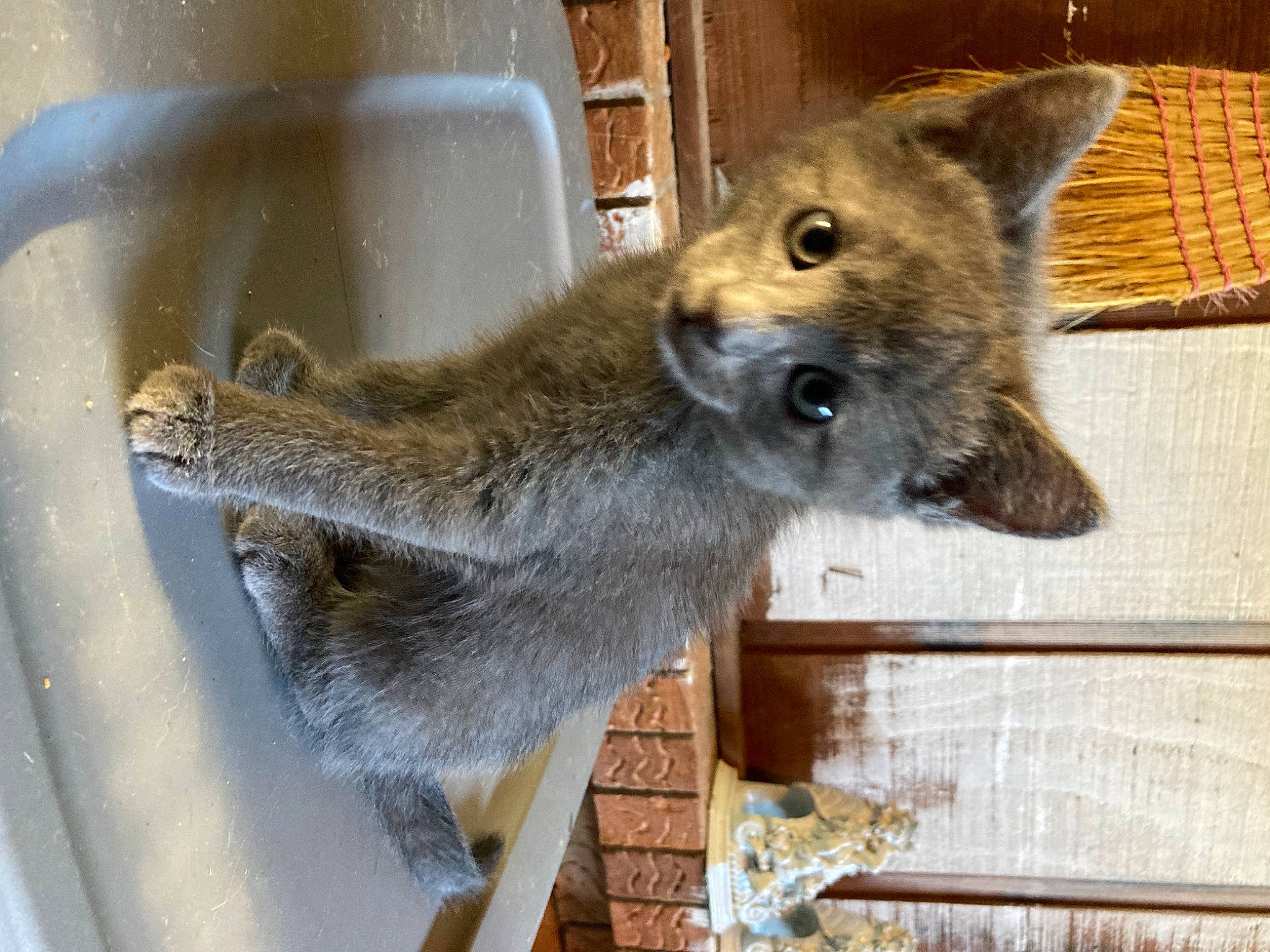 Smokey is registered to the contest to win money with this photo: carnivore, fawn, fur, marsupial, snout, tail, terrestrial_animal, whiskers, wildlife, wood