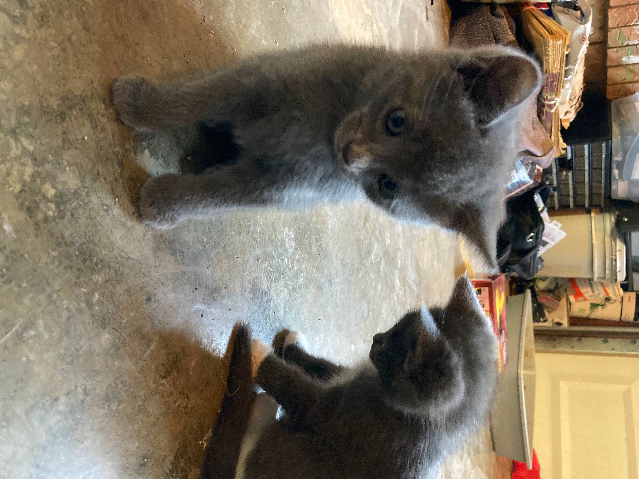 Smokey is registered to the contest to win money with this photo: bookcase, carnivore, cat, claw, dog_breed, domestic_short_haired_cat, fawn, felidae, fur, grey, natural_material, russian_blue, shelf, small_to_medium_sized_cats, snout, tail, terrestrial_animal, whiskers