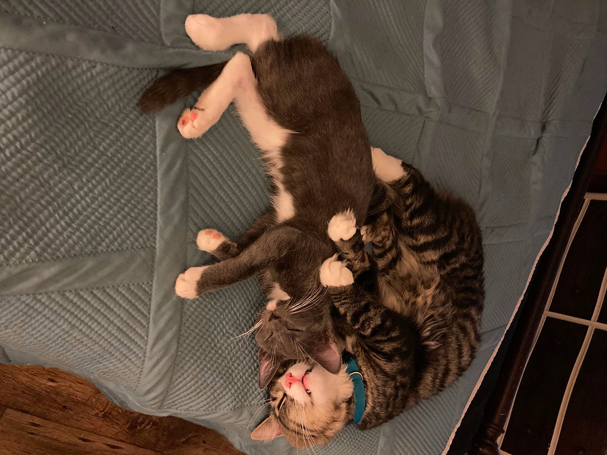 Fluff is registered to the contest to win money with this photo: canidae, carnivore, cat, comfort, companion_dog, couch, dog_breed, domestic_short_haired_cat, ear, fawn, felidae, fur, gesture, human_leg, small_to_medium_sized_cats, sporting_group, tail, thigh, whiskers, wood